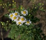 Pyrethrum parthenifolium. Верхушка растения с соцветиями. Краснодарский край, г. Апшеронск, пойма р. Пшеха, глинистые наносы на галечнике. 09.08.2013.