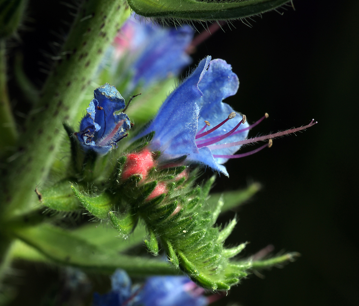 Изображение особи Echium vulgare.