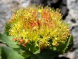 Rhodiola rosea. Соцветие. Хабаровский край, Ванинский р-н, хр. Большой Ян, гора Скала. 28.06.2013.