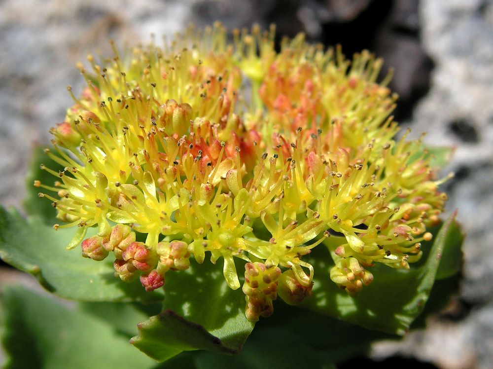 Image of Rhodiola rosea specimen.