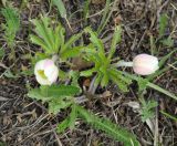 Anemone sylvestris. Расцветающее растение. Иркутск, левый берег Ангары. 28.05.2013.