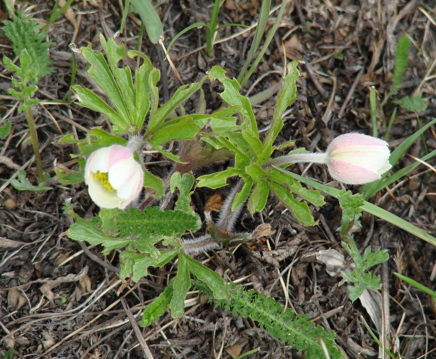 Изображение особи Anemone sylvestris.