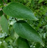 Celtis biondii