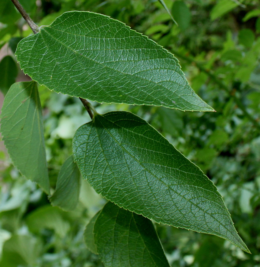 Изображение особи Celtis biondii.