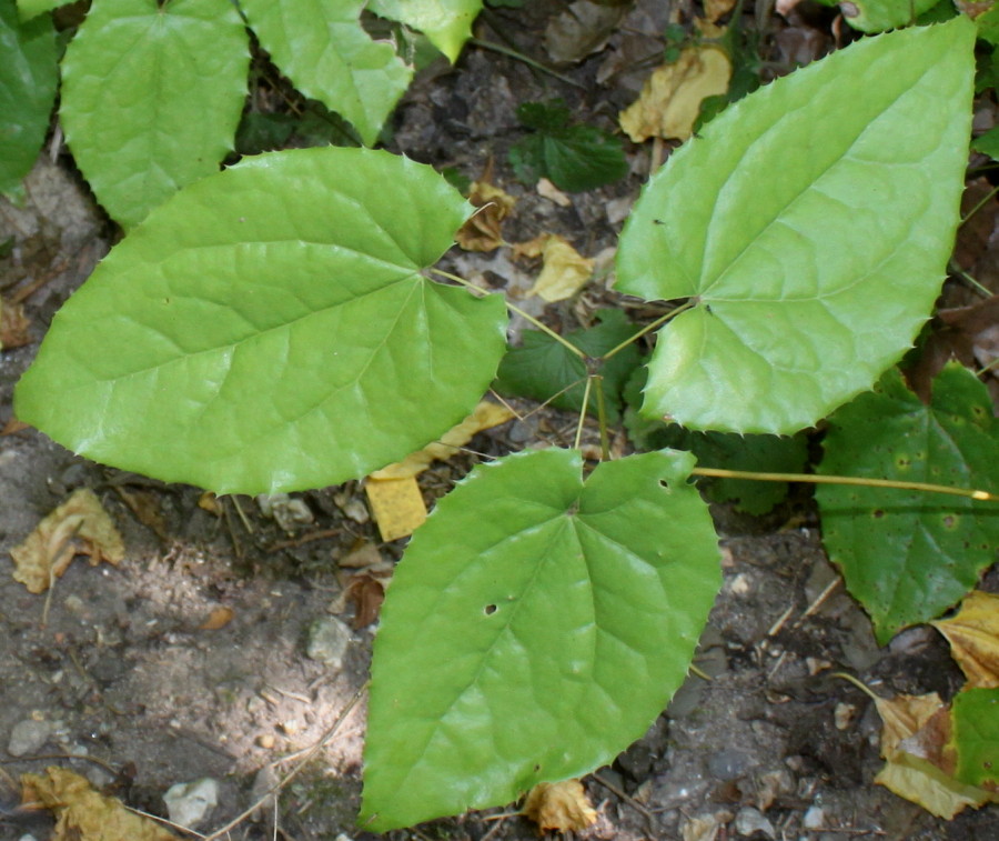 Изображение особи Epimedium stellulatum.