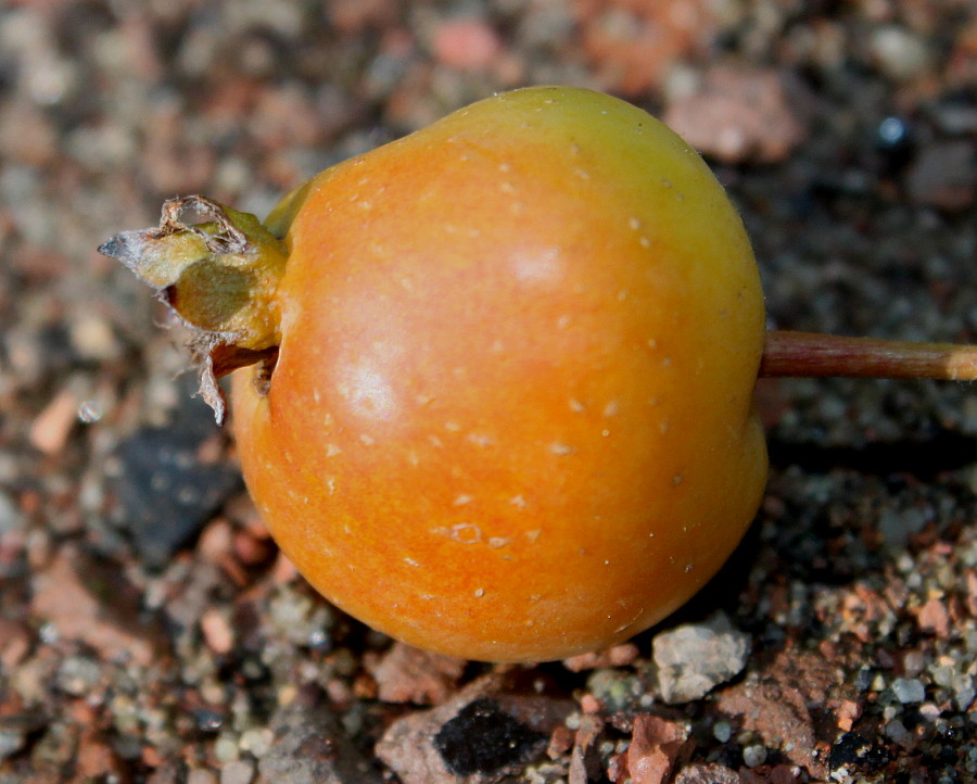 Image of genus Malus specimen.