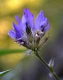 Psoralea bituminosa ssp. pontica