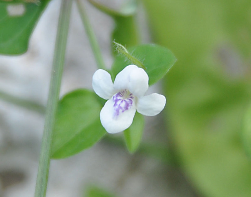 Image of Asystasia gangetica ssp. micrantha specimen.