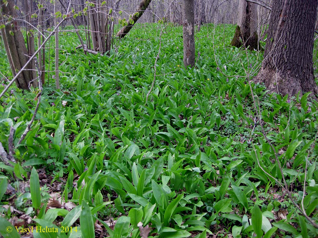 Изображение особи Allium ursinum.