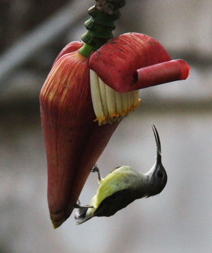 Image of Musa acuminata specimen.