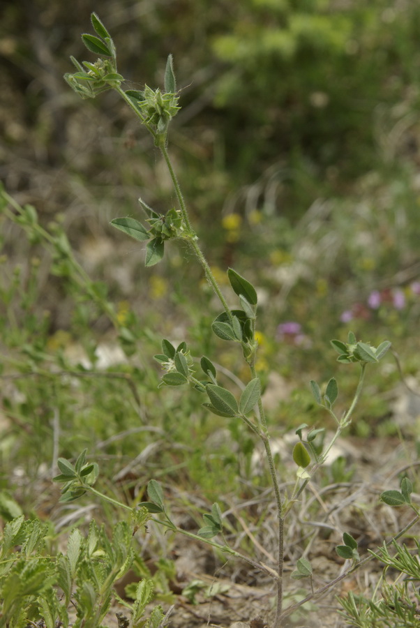 Image of Melilotoides brachycarpa specimen.