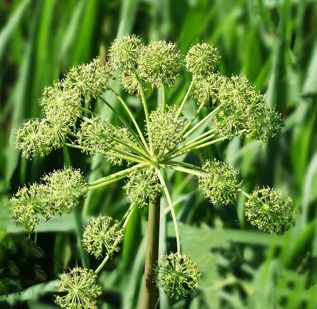 Изображение особи Archangelica officinalis.