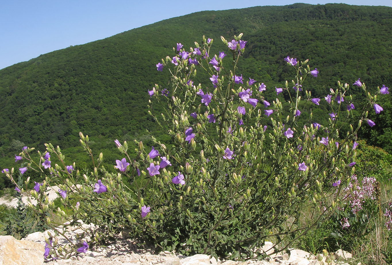 Изображение особи Campanula komarovii.