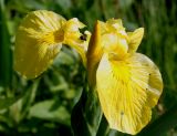 Iris pseudacorus. Цветок. Германия, г. Дюссельдорф, Ботанический сад университета. 04.05.2014.