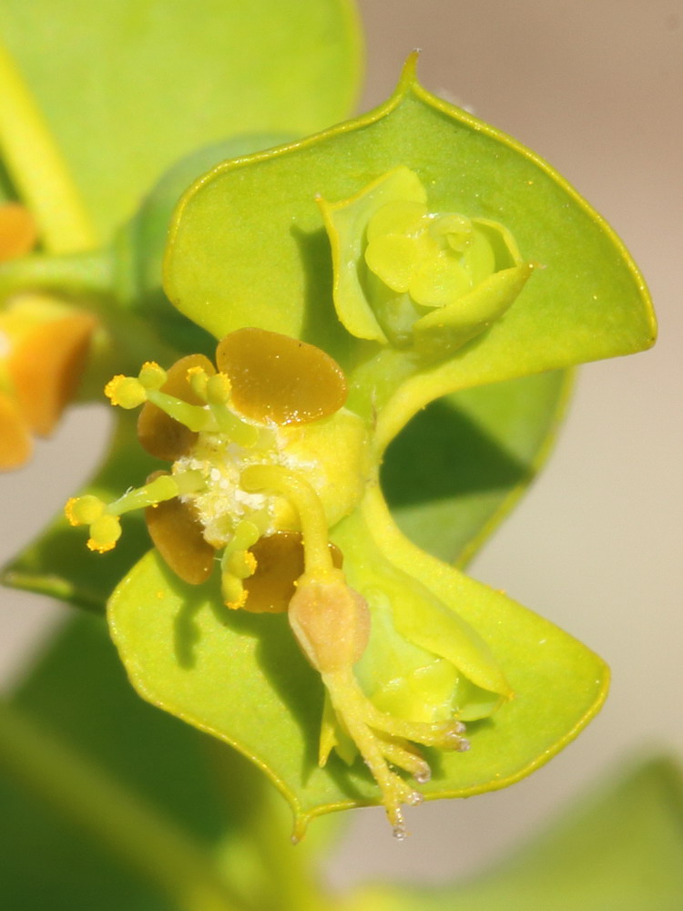 Изображение особи Euphorbia seguieriana.