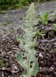 Verbascum pulverulentum. Верхняя часть развивающегося соцветия. Германия, г. Дюссельдорф, Ботанический сад университета. 02.06.2014.