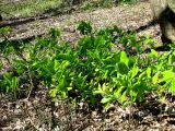 Polygonatum glaberrimum