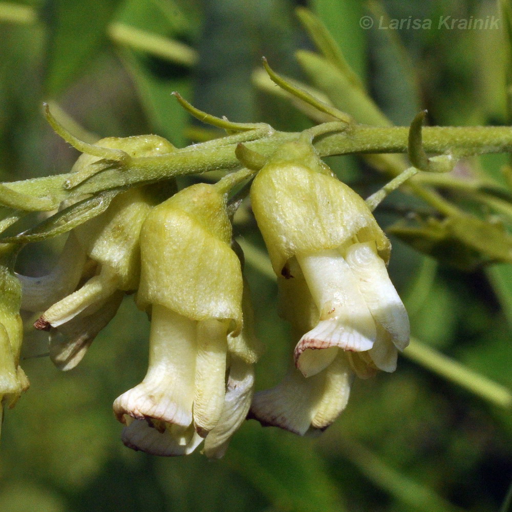 Изображение особи Sophora flavescens.