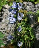 Delphinium flexuosum. Соцветие. Адыгея, плато Лагонаки, пер. Азишский, 1700 м н.у.м., поляна в пихтовом лесу. 12.07.2014.