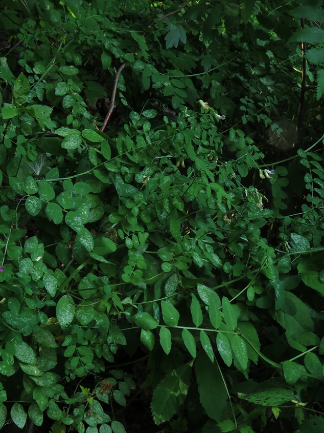 Изображение особи Vicia dumetorum.