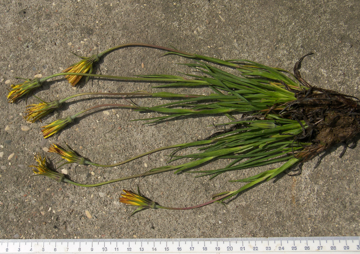 Image of Tragopogon filifolius specimen.
