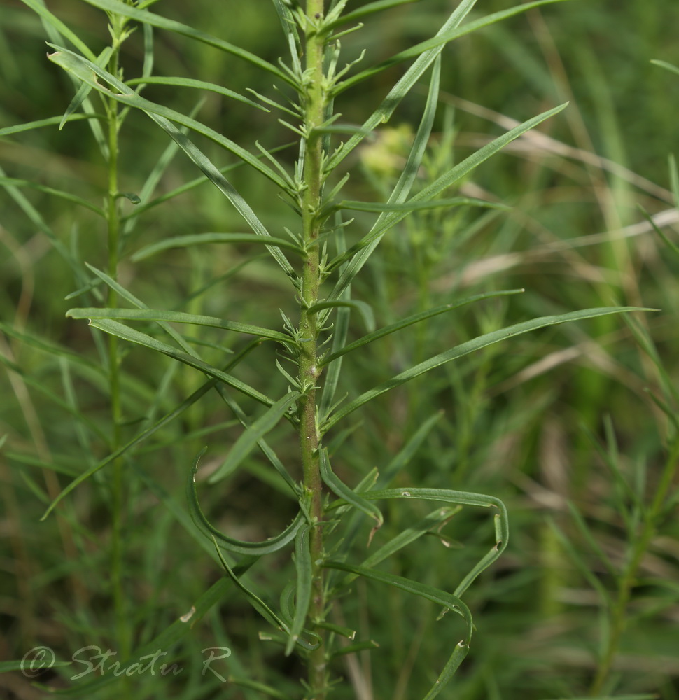 Изображение особи Linaria vulgaris.