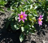 genus Dahlia