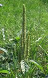 Amaranthus powellii