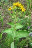 Inula helenium