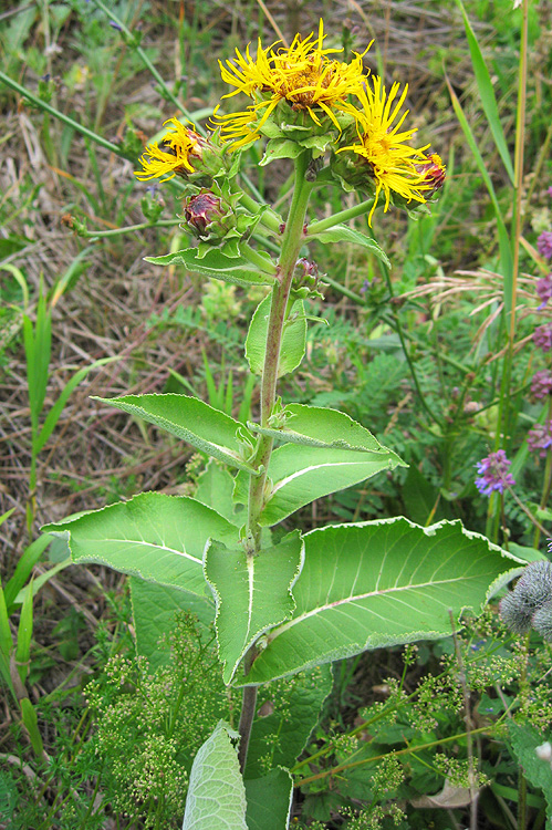 Изображение особи Inula helenium.