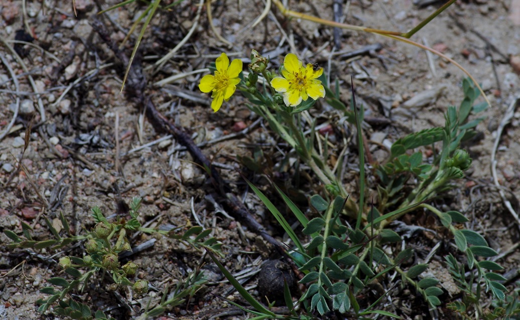 Image of Potentilla orientalis specimen.