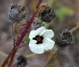 Hibiscus trionum. Часть побега с цветком и плодами. Амурская обл., в 38 км севернее г. Благовещенск, сорное на поле, засеянном фасолью. 22.09.2014.