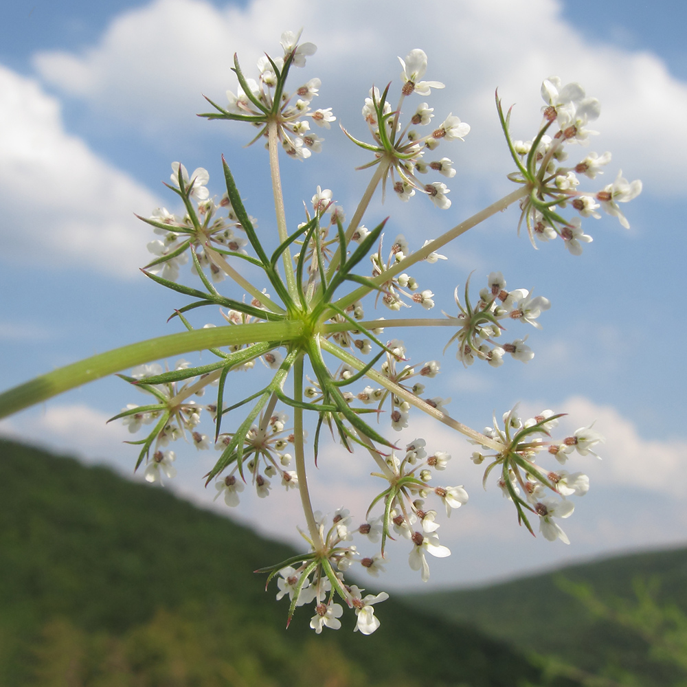 Image of Daucus carota specimen.