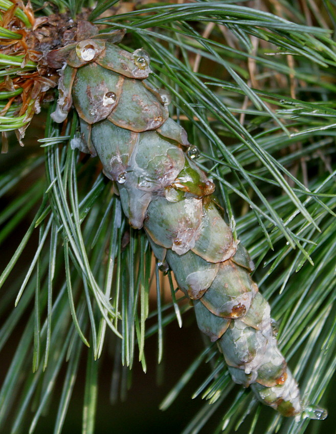 Image of Pinus strobus specimen.