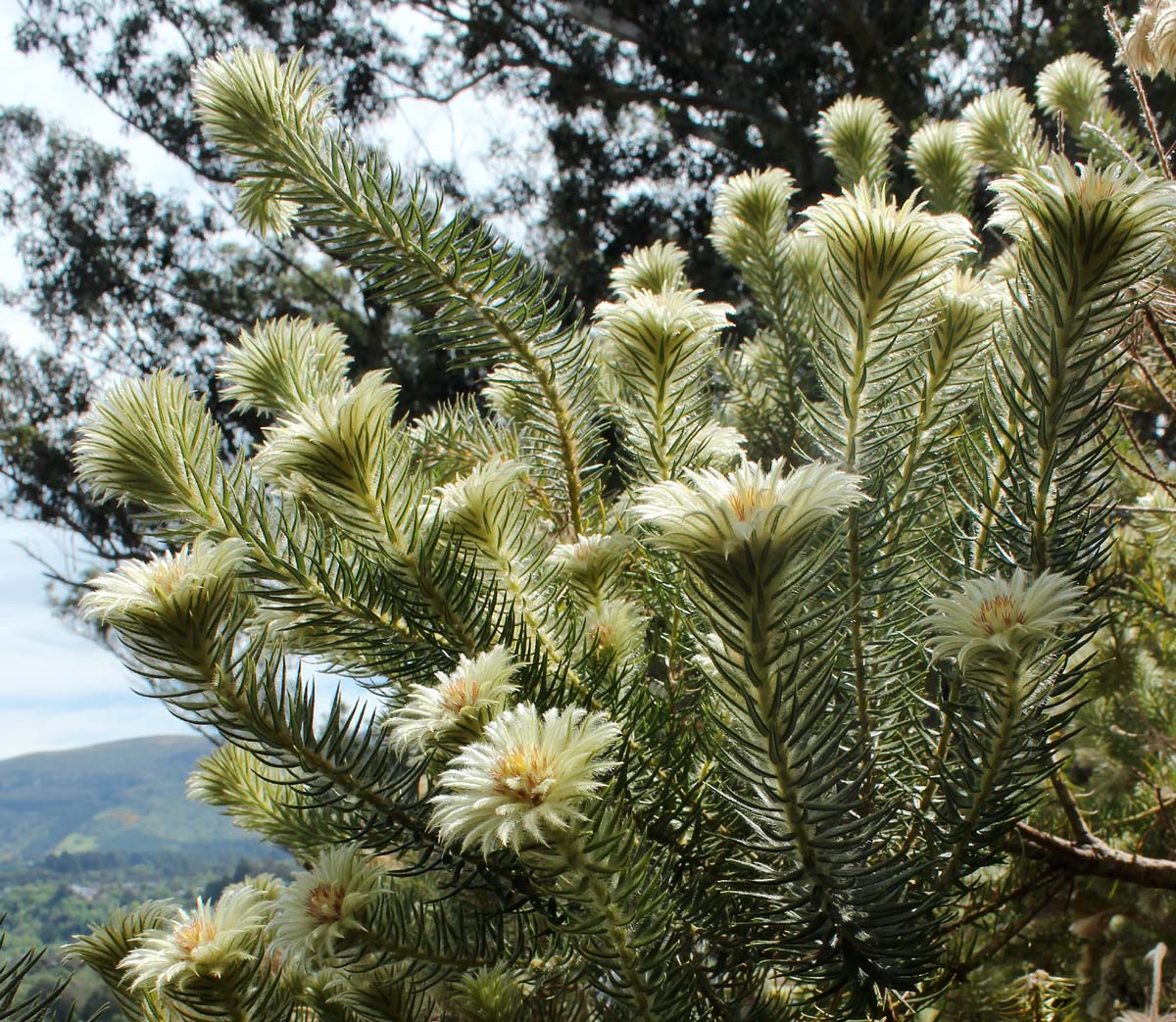 Изображение особи Phylica pubescens.