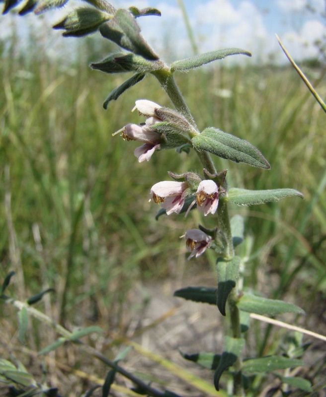 Изображение особи Odontites vulgaris.