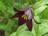 Fritillaria camschatcensis. Цветок. Камчатский край.