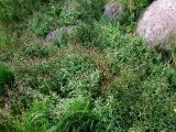 Epilobium hornemannii