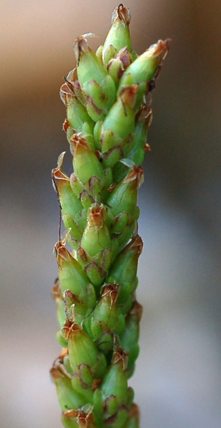 Image of Plantago camtschatica specimen.