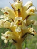 genus Orobanche. Часть соцветия. Ставропольский кр., Благодарненский р-н, окр. с. Шишкино. 27.05.2007.