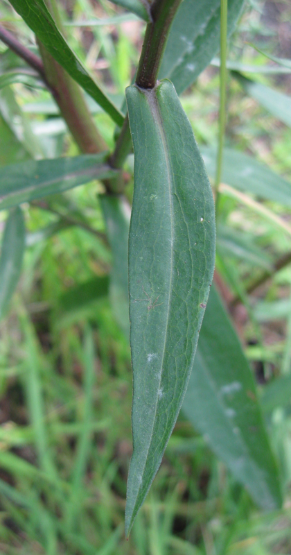 Image of Symphyotrichum &times; versicolor specimen.