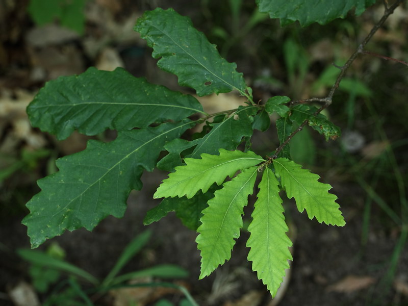 Изображение особи Quercus castaneifolia.