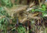 Hordeum glaucum