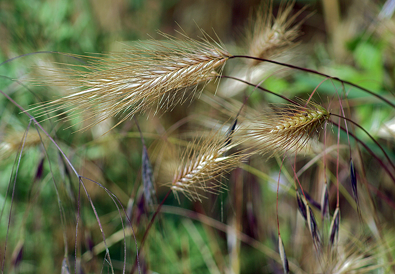 Изображение особи Hordeum glaucum.