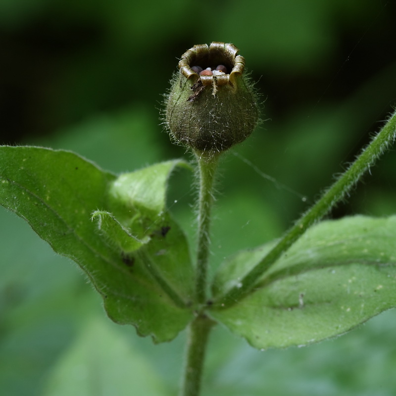 Image of Melandrium dioicum specimen.