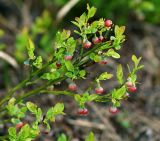 Vaccinium myrtillus. Ветвь с цветками. Московская обл., Раменский р-н, окр. дер. Хрипань, опушка леса. 18.05.2009.