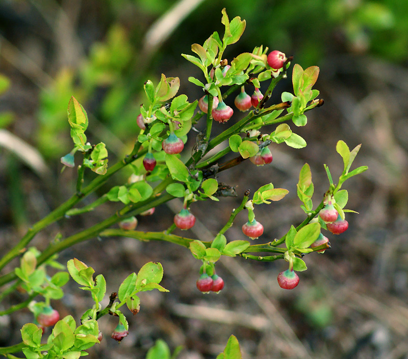 Image of Vaccinium myrtillus specimen.