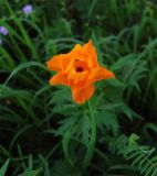 Trollius altaicus