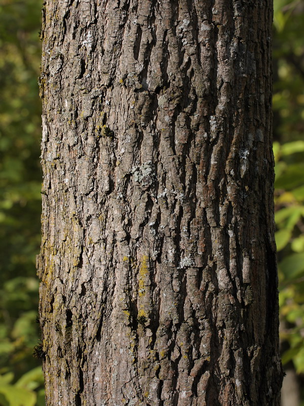 Image of Acer platanoides specimen.