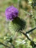 Cirsium vulgare. Соцветие. Кыргызстан, Чуйская обл., с. Восток, берег водоема. 11.09.2015.